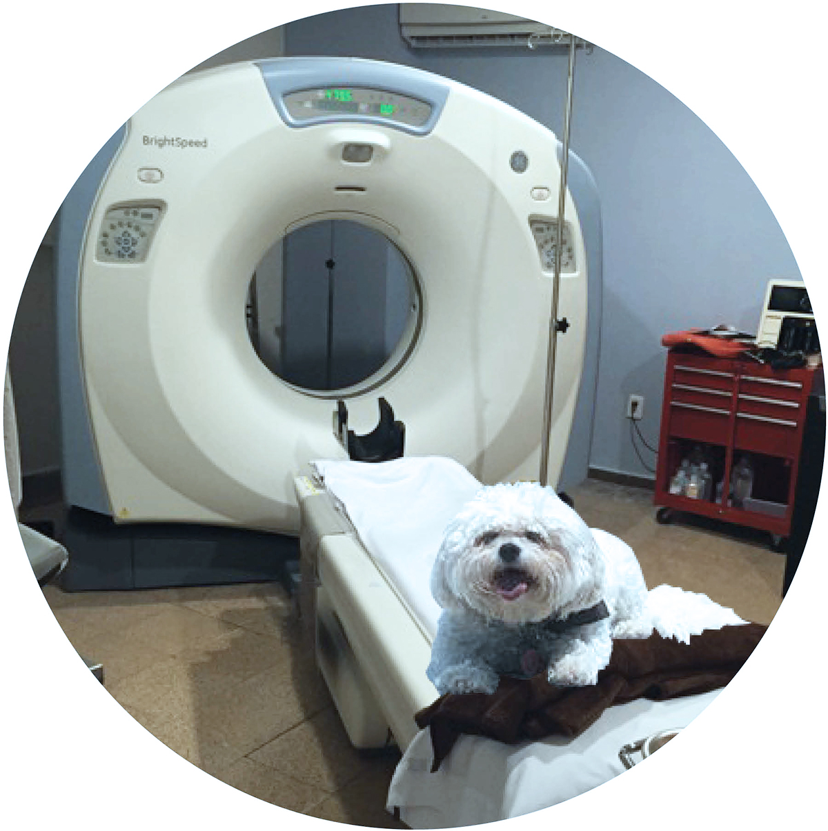 should-your-veterinary-clinic-invest-in-a-ct-scanner